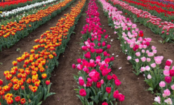 Tulipark a Caltagirone