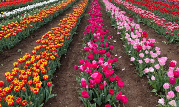 Tulipark a Caltagirone