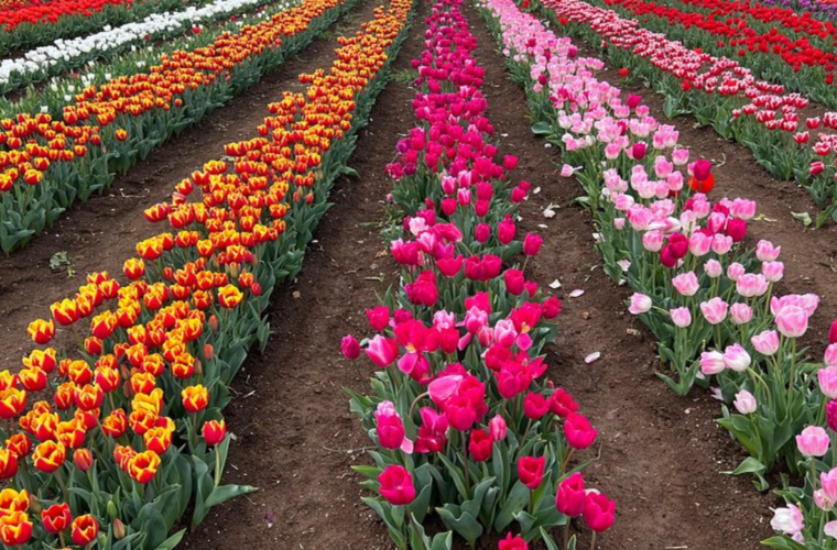 Tulipark a Caltagirone